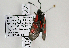  (Zygaena cynarae - ZZZcyntus001)  @13 [ ] CreativeCommons - Attribution Non-Commercial Share-Alike (2015) Gerhard M. Tarmann Tiroler Landesmuseum Ferdinandeum