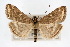  ( - CNCLEP00074393)  @15 [ ] CreativeCommons - Attribution Non-Commercial Share-Alike (2010) Jean-Francois Landry, Canadian National Collections Canadian National Collections