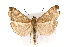  ( - CNCLEP00074394)  @15 [ ] CreativeCommons - Attribution Non-Commercial Share-Alike (2010) Jean-Francois Landry, Canadian National Collections Canadian National Collections