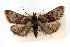  ( - CNCLEP00074409)  @14 [ ] CreativeCommons - Attribution Non-Commercial Share-Alike (2010) Jean-Francois Landry, Canadian National Collections Canadian National Collections