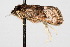  ( - CNCLEP00074410)  @14 [ ] CreativeCommons - Attribution Non-Commercial Share-Alike (2010) Jean-Francois Landry, Canadian National Collections Canadian National Collections