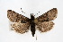  ( - CNCLEP00074411)  @15 [ ] CreativeCommons - Attribution Non-Commercial Share-Alike (2010) Jean-Francois Landry, Canadian National Collections Canadian National Collections