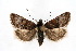  (Loxostege ephippialis - CNCLEP00074412)  @15 [ ] CreativeCommons - Attribution Non-Commercial Share-Alike (2010) Jean-Francois Landry, Canadian National Collections Canadian National Collections