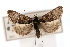  ( - CNCLEP00074413)  @15 [ ] CreativeCommons - Attribution Non-Commercial Share-Alike (2010) Jean-Francois Landry, Canadian National Collections Canadian National Collections