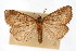  ( - CNCLEP00074414)  @14 [ ] CreativeCommons - Attribution Non-Commercial Share-Alike (2010) Jean-Francois Landry, Canadian National Collections Canadian National Collections