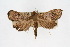  ( - CNCLEP00074436)  @13 [ ] CreativeCommons - Attribution Non-Commercial Share-Alike (2010) Jean-Francois Landry, Canadian National Collections Canadian National Collections