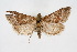  ( - CNCLEP00074457)  @11 [ ] CreativeCommons - Attribution Non-Commercial Share-Alike (2010) Jean-Francois Landry, Canadian National Collections Canadian National Collections