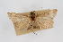  ( - CNCLEP00074470)  @11 [ ] CreativeCommons - Attribution Non-Commercial Share-Alike (2010) Jean-Francois Landry, Canadian National Collections Canadian National Collections