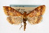  ( - CNCLEP00074489)  @14 [ ] CreativeCommons - Attribution Non-Commercial Share-Alike (2010) Jean-Francois Landry, Canadian National Collections Canadian National Collections
