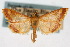 ( - CNCLEP00074492)  @11 [ ] CreativeCommons - Attribution Non-Commercial Share-Alike (2010) Jean-Francois Landry, Canadian National Collections Canadian National Collections