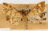  ( - CNCLEP00074503)  @11 [ ] CreativeCommons - Attribution Non-Commercial Share-Alike (2010) Jean-Francois Landry, Canadian National Collections Canadian National Collections