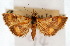  ( - CNCLEP00074504)  @11 [ ] CreativeCommons - Attribution Non-Commercial Share-Alike (2010) Jean-Francois Landry, Canadian National Collections Canadian National Collections