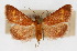  ( - CNCLEP00074508)  @14 [ ] CreativeCommons - Attribution Non-Commercial Share-Alike (2010) Jean-Francois Landry, Canadian National Collections Canadian National Collections
