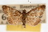  ( - CNCLEP00074509)  @11 [ ] CreativeCommons - Attribution Non-Commercial Share-Alike (2010) Jean-Francois Landry, Canadian National Collections Canadian National Collections
