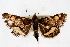  ( - CNCLEP00074518)  @13 [ ] CreativeCommons - Attribution Non-Commercial Share-Alike (2010) Jean-Francois Landry, Canadian National Collections Canadian National Collections