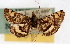  ( - CNCLEP00074519)  @13 [ ] CreativeCommons - Attribution Non-Commercial Share-Alike (2010) Jean-Francois Landry, Canadian National Collections Canadian National Collections