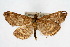  ( - CNCLEP00074528)  @13 [ ] CreativeCommons - Attribution Non-Commercial Share-Alike (2010) Jean-Francois Landry, Canadian National Collections Canadian National Collections