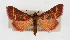  ( - CNCLEP00074560)  @11 [ ] CreativeCommons - Attribution Non-Commercial Share-Alike (2010) Jean-Francois Landry, Canadian National Collections Canadian National Collections