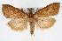  ( - CNCLEP00074589)  @15 [ ] CreativeCommons - Attribution Non-Commercial Share-Alike (2010) Jean-Francois Landry, CNC and Zhaofu Yang, BIO Canadian National Collections