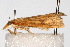  ( - CNCLEP00074593)  @12 [ ] CreativeCommons - Attribution Non-Commercial Share-Alike (2010) Jean-Francois Landry, CNC and Zhaofu Yang, BIO Canadian National Collections