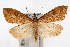  (Udea profundalis - CNCLEP00074594)  @14 [ ] CreativeCommons - Attribution Non-Commercial Share-Alike (2010) Jean-Francois Landry, CNC and Zhaofu Yang, BIO Canadian National Collections