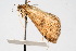  ( - CNCLEP00074595)  @12 [ ] CreativeCommons - Attribution Non-Commercial Share-Alike (2010) Jean-Francois Landry, CNC and Zhaofu Yang, BIO Canadian National Collections