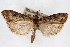  ( - CNCLEP00074603)  @14 [ ] CreativeCommons - Attribution Non-Commercial Share-Alike (2010) Jean-Francois Landry, CNC and Zhaofu Yang, BIO Canadian National Collections