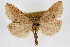  ( - CNCLEP00074610)  @14 [ ] CreativeCommons - Attribution Non-Commercial Share-Alike (2010) Jean-Francois Landry, CNC and Zhaofu Yang, BIO Canadian National Collections
