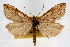  (Udea washingtonalis - CNCLEP00074611)  @14 [ ] CreativeCommons - Attribution Non-Commercial Share-Alike (2010) Jean-Francois Landry, CNC and Zhaofu Yang, BIO Canadian National Collections