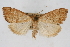  (Udea octosignalis - CNCLEP00074612)  @14 [ ] CreativeCommons - Attribution Non-Commercial Share-Alike (2010) Jean-Francois Landry, CNC and Zhaofu Yang, BIO Canadian National Collections