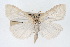  (Udea vacunalis - CNCLEP00074615)  @13 [ ] CreativeCommons - Attribution Non-Commercial Share-Alike (2010) Jean-Francois Landry, CNC and Zhaofu Yang, BIO Canadian National Collections