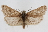  (Udea alaskalis - CNCLEP00074619)  @14 [ ] CreativeCommons - Attribution Non-Commercial Share-Alike (2010) Jean-Francois Landry, CNC and Zhaofu Yang, BIO Canadian National Collections