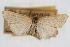  (Udea nordeggensis - CNCLEP00074625)  @11 [ ] CreativeCommons - Attribution Non-Commercial Share-Alike (2010) Jean-Francois Landry, CNC and Zhaofu Yang, BIO Canadian National Collections