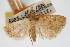  (Udea berberalis - CNCLEP00074626)  @11 [ ] CreativeCommons - Attribution Non-Commercial Share-Alike (2010) Jean-Francois Landry, CNC and Zhaofu Yang, BIO Canadian National Collections