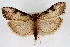  (Udea livida - CNCLEP00074630)  @13 [ ] CreativeCommons - Attribution Non-Commercial Share-Alike (2010) Jean-Francois Landry, CNC and Zhaofu Yang, BIO Canadian National Collections