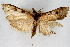  (Udea turmalis CS - CNCLEP00074631)  @11 [ ] CreativeCommons - Attribution Non-Commercial Share-Alike (2010) Jean-Francois Landry, CNC and Zhaofu Yang, BIO Canadian National Collections