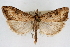  (Udea turmalis catronalis - CNCLEP00074633)  @14 [ ] CreativeCommons - Attribution Non-Commercial Share-Alike (2010) Jean-Francois Landry, CNC and Zhaofu Yang, BIO Canadian National Collections