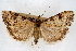  (Udea turmalis - CNCLEP00074635)  @14 [ ] CreativeCommons - Attribution Non-Commercial Share-Alike (2010) Jean-Francois Landry, CNC and Zhaofu Yang, BIO Canadian National Collections