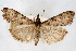  (Udea turmalis griseor CS - CNCLEP00074636)  @11 [ ] CreativeCommons - Attribution Non-Commercial Share-Alike (2010) Jean-Francois Landry, CNC and Zhaofu Yang, BIO Canadian National Collections