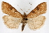  (Udea itysalis - CNCLEP00074651)  @15 [ ] CreativeCommons - Attribution Non-Commercial Share-Alike (2010) Jean-Francois Landry, CNC and Zhaofu Yang, BIO Canadian National Collections