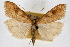  ( - CNCLEP00074652)  @14 [ ] CreativeCommons - Attribution Non-Commercial Share-Alike (2010) Jean-Francois Landry, CNC and Zhaofu Yang, BIO Canadian National Collections