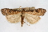 (Udea nr. abstrusa - CNCLEP00074653)  @14 [ ] CreativeCommons - Attribution Non-Commercial Share-Alike (2010) Jean-Francois Landry, CNC and Zhaofu Yang, BIO Canadian National Collections