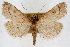  (Udea indistinctalis - CNCLEP00074657)  @14 [ ] CreativeCommons - Attribution Non-Commercial Share-Alike (2010) Jean-Francois Landry, CNC and Zhaofu Yang, BIO Canadian National Collections