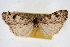  (Udea saxifragae - CNCLEP00074661)  @11 [ ] CreativeCommons - Attribution Non-Commercial Share-Alike (2010) Jean-Francois Landry, CNC and Zhaofu Yang, BIO Canadian National Collections