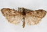  (Udea brevipalpis - CNCLEP00074662)  @14 [ ] CreativeCommons - Attribution Non-Commercial Share-Alike (2010) Jean-Francois Landry, CNC and Zhaofu Yang, BIO Canadian National Collections