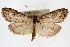  ( - CNCLEP00074663)  @14 [ ] CreativeCommons - Attribution Non-Commercial Share-Alike (2010) Jean-Francois Landry, CNC and Zhaofu Yang, BIO Canadian National Collections