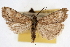  (Udea cacuminicola - CNCLEP00074665)  @14 [ ] CreativeCommons - Attribution Non-Commercial Share-Alike (2010) Jean-Francois Landry, CNC and Zhaofu Yang, BIO Canadian National Collections