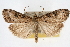 ( - CNCLEP00074667)  @14 [ ] CreativeCommons - Attribution Non-Commercial Share-Alike (2010) Jean-Francois Landry, CNC and Zhaofu Yang, BIO Canadian National Collections