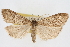  (Udea derasa - CNCLEP00074668)  @13 [ ] CreativeCommons - Attribution Non-Commercial Share-Alike (2010) Jean-Francois Landry, CNC and Zhaofu Yang, BIO Canadian National Collections