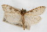  ( - CNCLEP00074669)  @13 [ ] CreativeCommons - Attribution Non-Commercial Share-Alike (2010) Jean-Francois Landry, CNC and Zhaofu Yang, BIO Canadian National Collections
